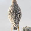 Buff-breasted Sandpiper